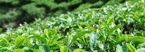 Hvad indeholder grn te?