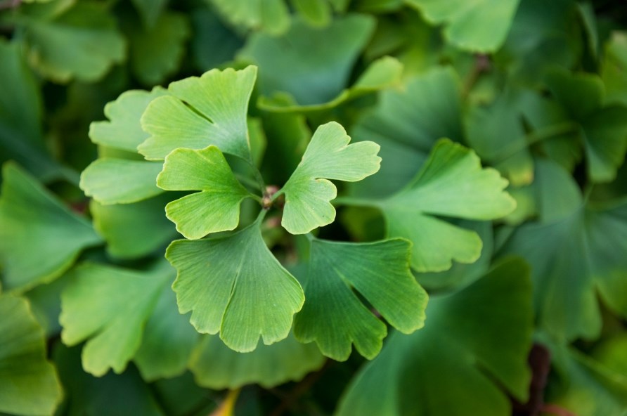 En ginkgo biloba plante ses tt p.