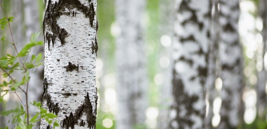 Birketrer ses i en skov.